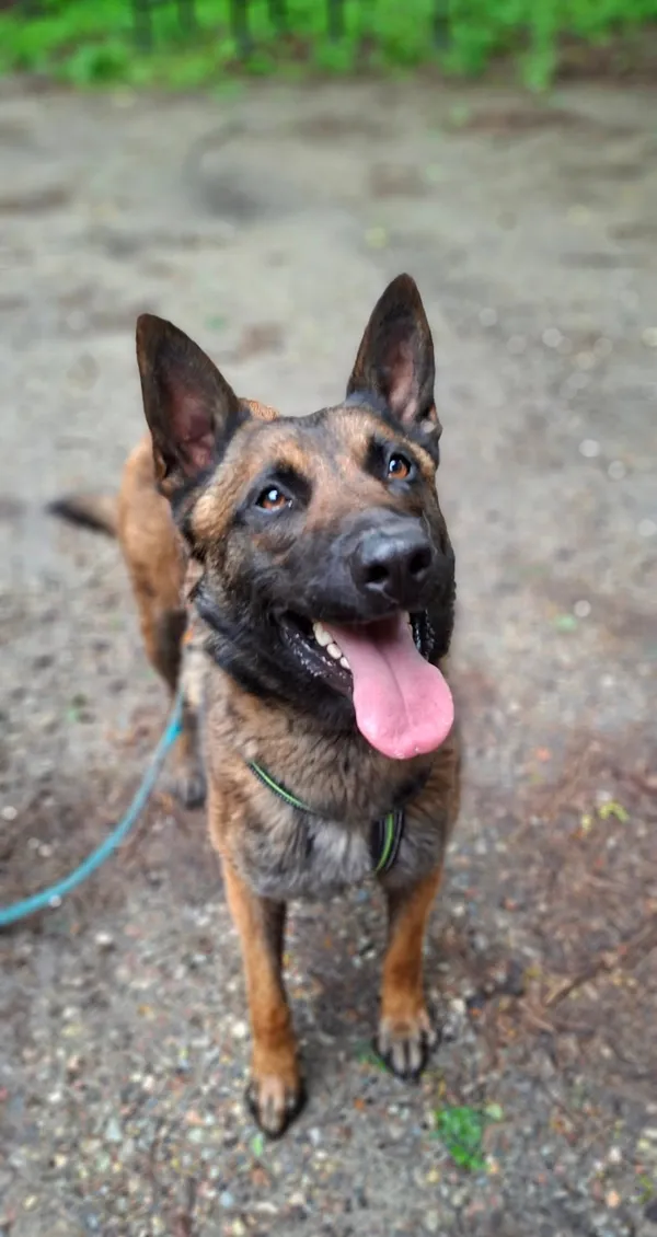 Pies do adopcji, Milanówek, 19 maja 2025 (2/5)