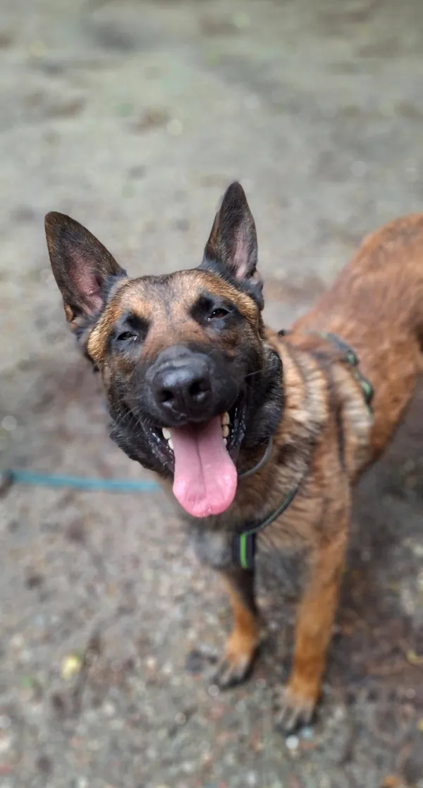 Pies do adopcji, Milanówek, 19 maja 2025 (3/5)