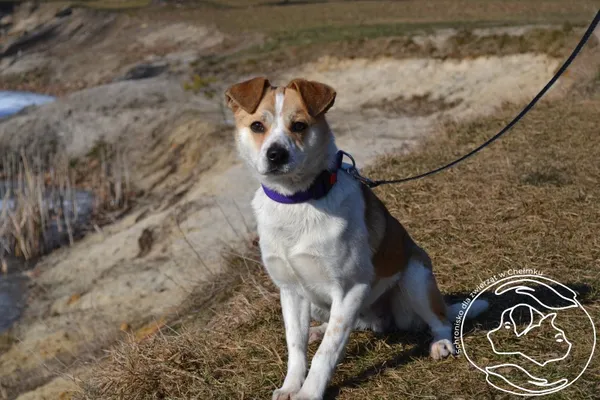 Pies do adopcji, Chełmek, 3 lutego 2025