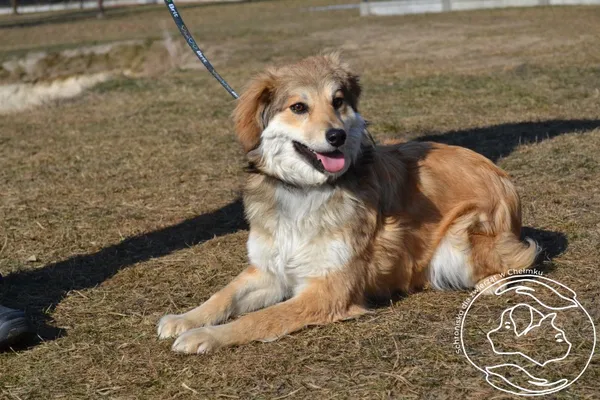 Pies do adopcji, Chełmek, 3 lutego 2025