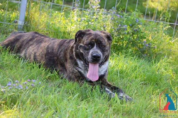 Pies do adopcji, Grudziądz, 3 października 2024 (3/5)