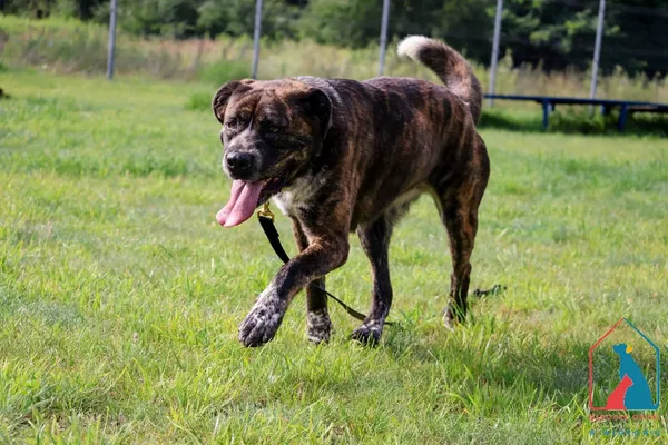 Pies do adopcji, Grudziądz, 3 października 2024 (4/5)