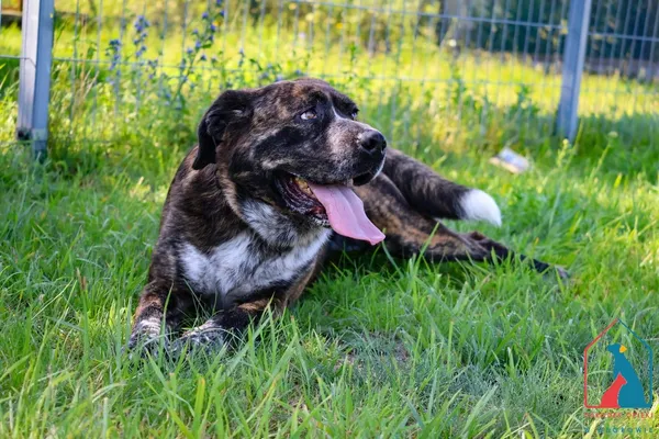 Pies do adopcji, Grudziądz, 3 października 2024 (5/5)