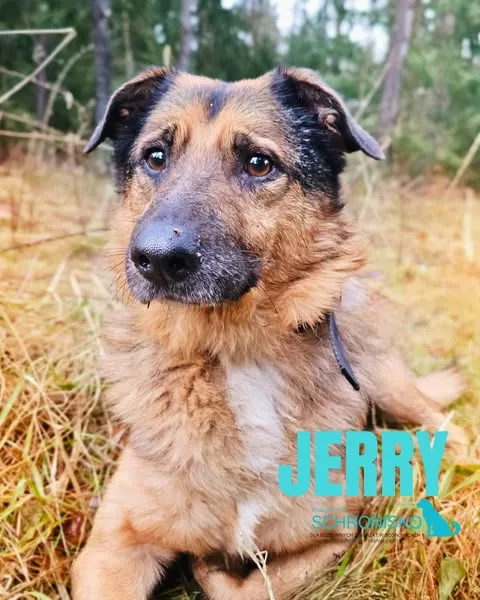 Pies do adopcji, Sosnowice, 8 listopada 2024 (1/4)