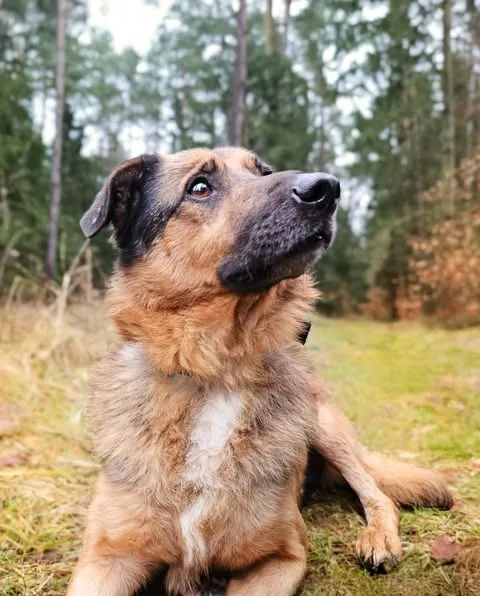 Pies do adopcji, Sosnowice, 8 listopada 2024 (2/4)