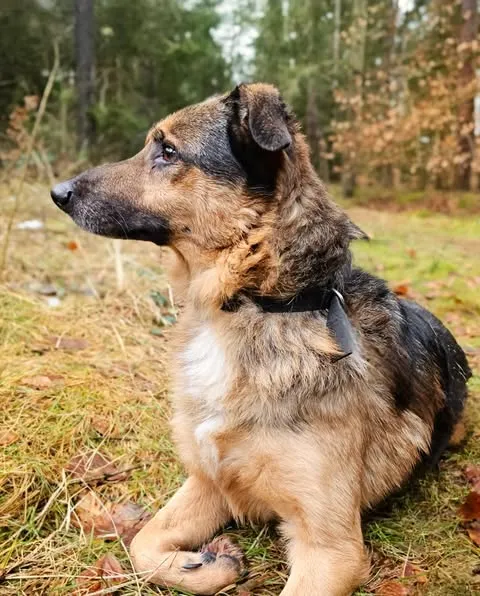 Pies do adopcji, Sosnowice, 8 listopada 2024 (3/4)