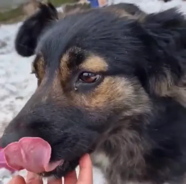 Pies do adopcji, Głowno, 21 lutego 2025 (1/4)