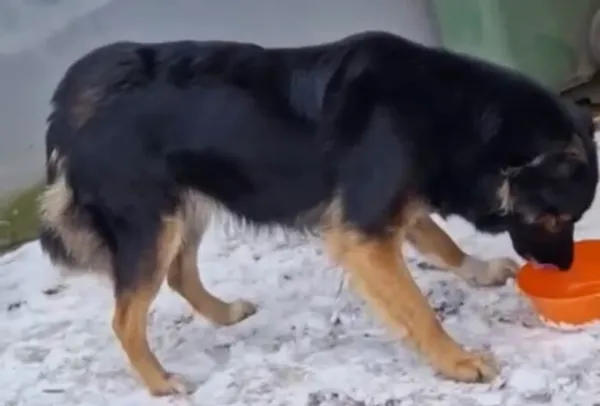 Pies do adopcji, Głowno, 21 lutego 2025 (2/4)