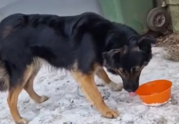 Pies do adopcji, Głowno, 21 lutego 2025 (3/4)