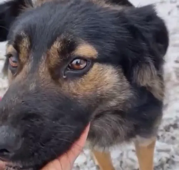 Pies do adopcji, Głowno, 21 lutego 2025 (4/4)