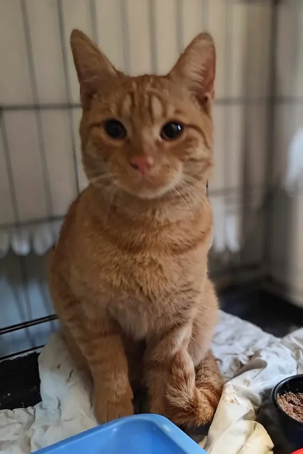 Znaleziono kota, Lublin, 19 lutego 2025