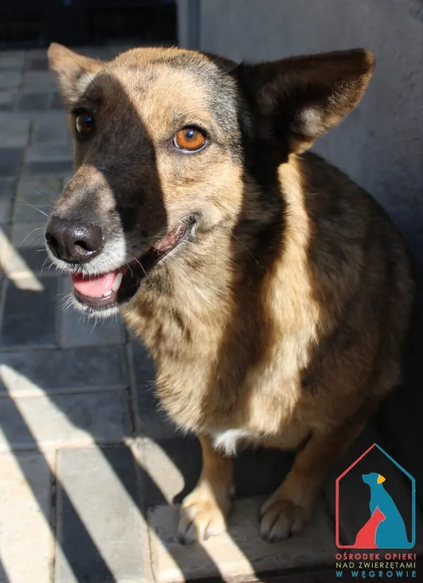 Pies do adopcji, Grudziądz, 2 września 2024