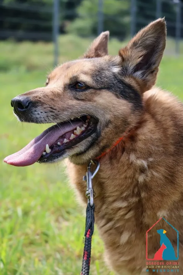 Pies do adopcji, Grudziądz, 2 września 2024 (1/5)