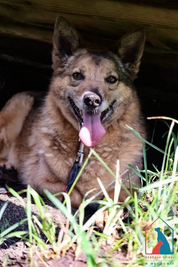 Pies do adopcji, Grudziądz, 2 września 2024 (2/5)