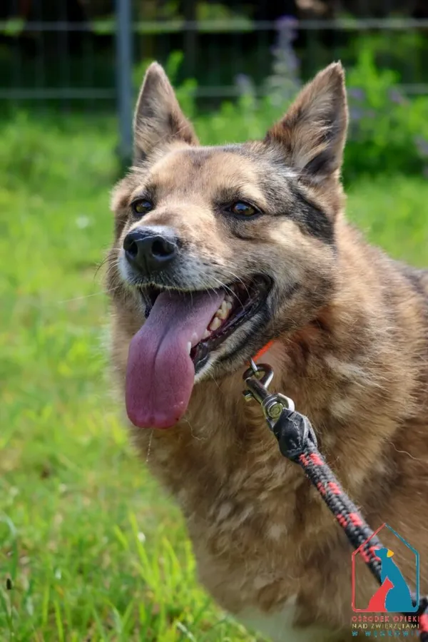 Pies do adopcji, Grudziądz, 2 września 2024 (3/5)