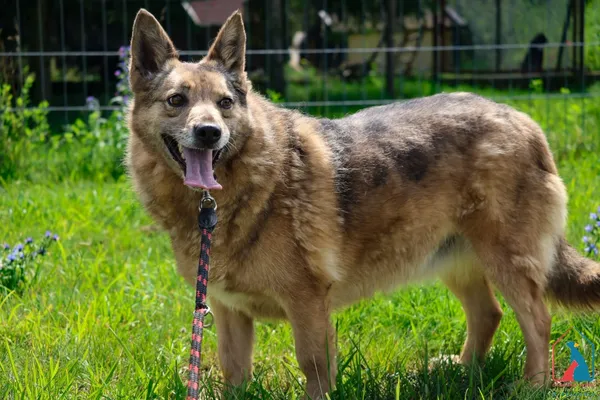 Pies do adopcji, Grudziądz, 2 września 2024 (4/5)