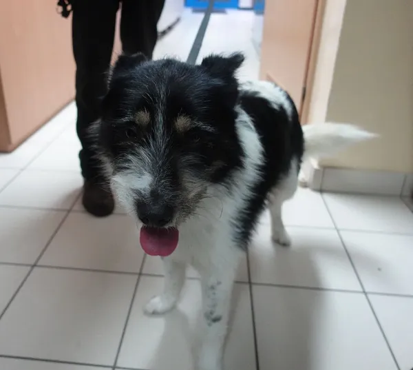 Znaleziono psa, Gdańsk, 21 lutego 2025