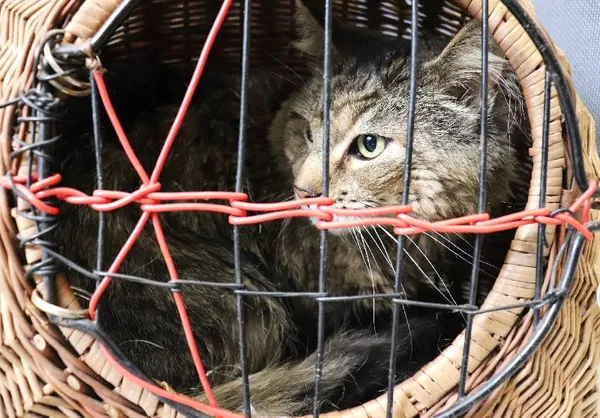 Znaleziono kota, Łódź, 21 lutego 2025 (1/4)