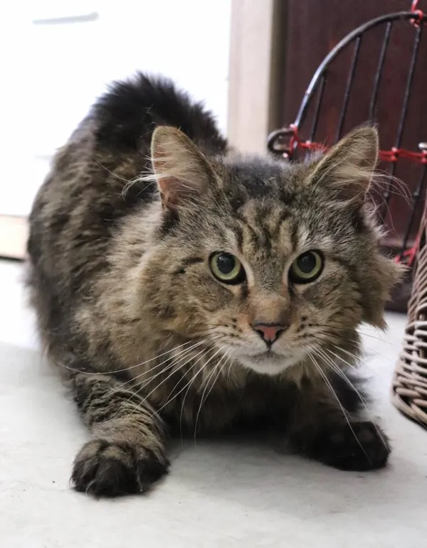 Znaleziono kota, Łódź, 21 lutego 2025 (2/4)