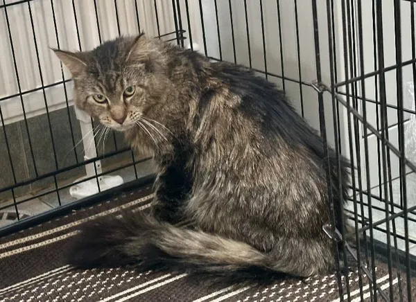 Znaleziono kota, Łódź, 21 lutego 2025 (3/4)