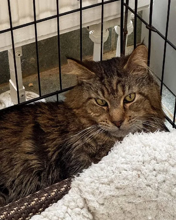 Znaleziono kota, Łódź, 21 lutego 2025 (4/4)