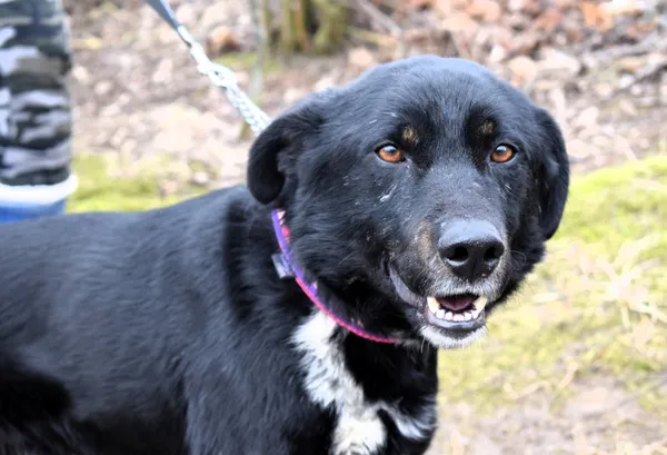 Znaleziono psa, Pieckowo, 21 lutego 2025 (1/5)