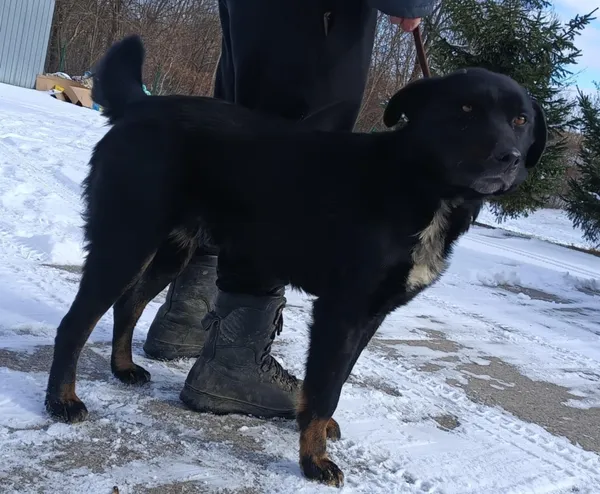 Znaleziono psa, Pieckowo, 21 lutego 2025 (4/5)