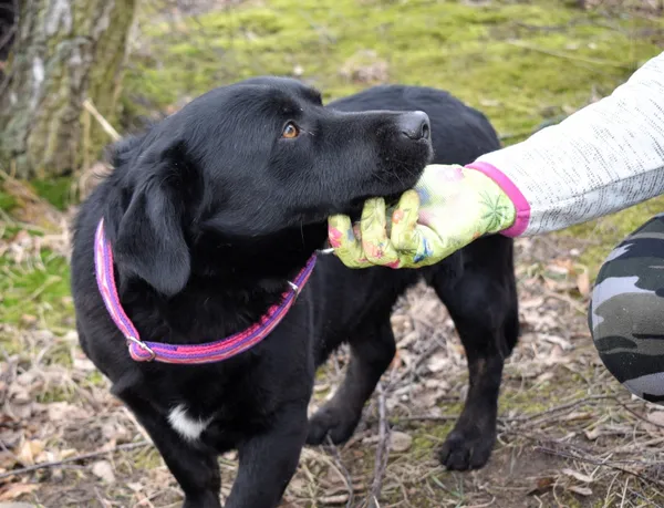 Znaleziono psa, Pieckowo, 21 lutego 2025 (1/5)