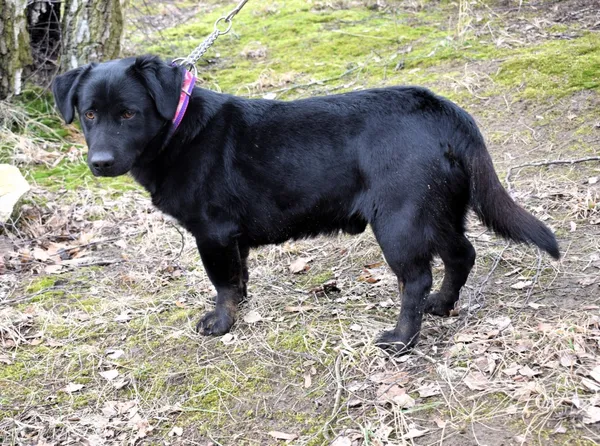 Znaleziono psa, Pieckowo, 21 lutego 2025 (2/5)