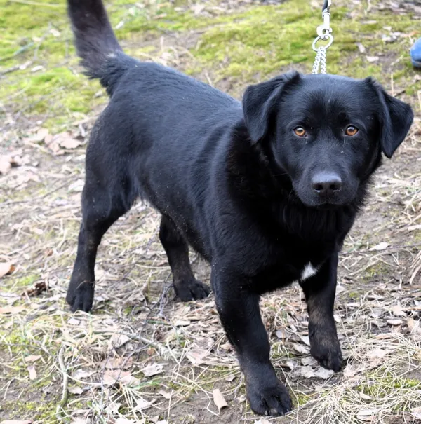 Znaleziono psa, Pieckowo, 21 lutego 2025 (3/5)