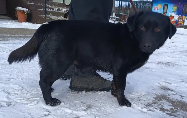 Znaleziono psa, Pieckowo, 21 lutego 2025 (4/5)