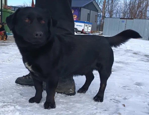 Znaleziono psa, Pieckowo, 21 lutego 2025 (5/5)