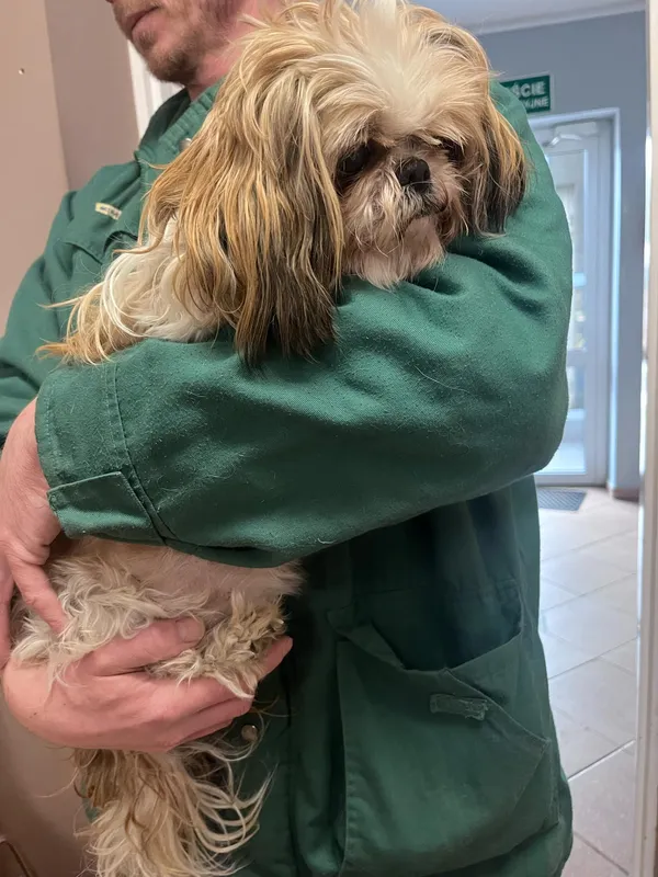 Pies do adopcji, Włocławek, 21 lutego 2025 (2/3)