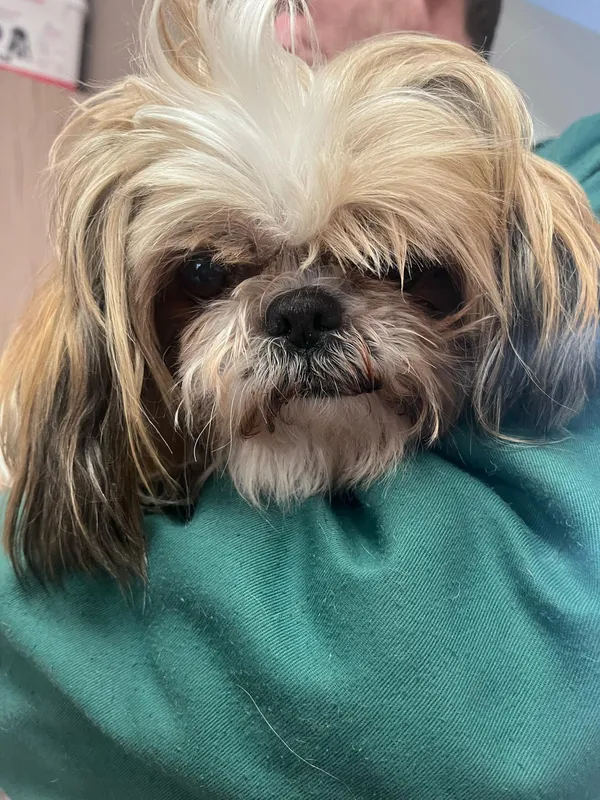 Pies do adopcji, Włocławek, 21 lutego 2025 (3/3)