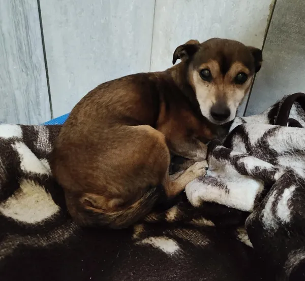 Pies do adopcji, Włocławek, 20 lutego 2025