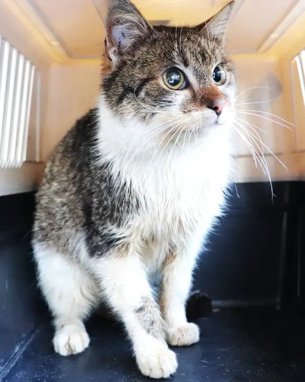 Znaleziono kota, Łódź, 22 lutego 2025 (1/5)