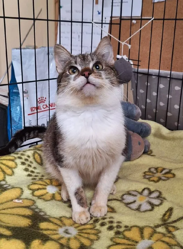 Znaleziono kota, Łódź, 22 lutego 2025 (3/5)