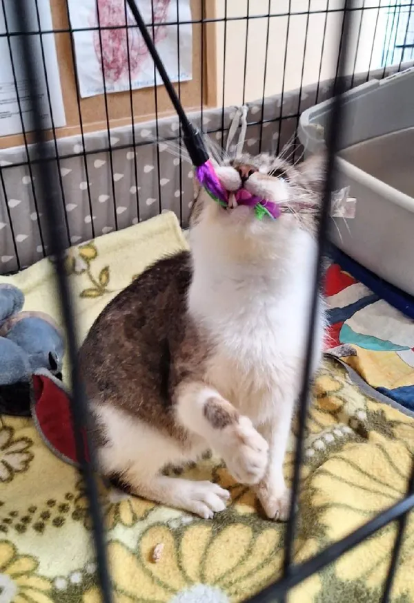 Znaleziono kota, Łódź, 22 lutego 2025 (4/5)