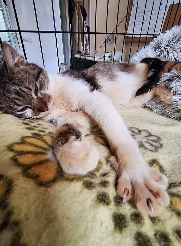 Znaleziono kota, Łódź, 22 lutego 2025 (5/5)