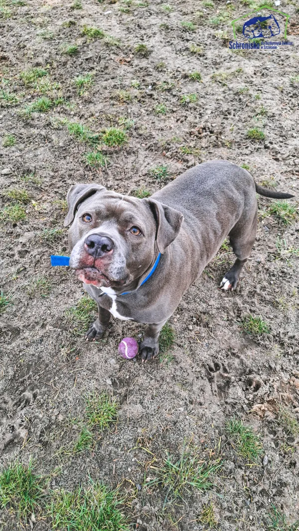 Pies do adopcji, Szczecin, 5 września 2024 (3/3)