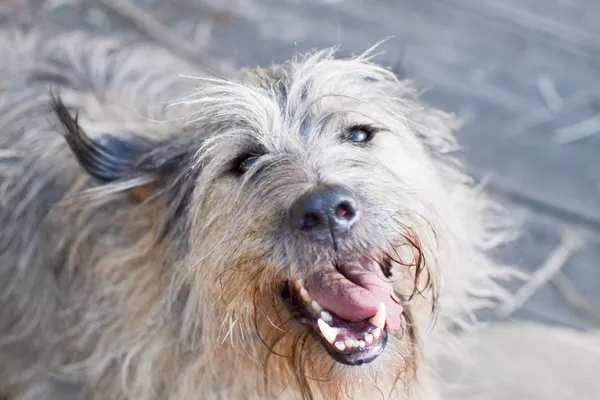 Znaleziono psa, Sosnowiec, 20 lutego 2025 (1/5)