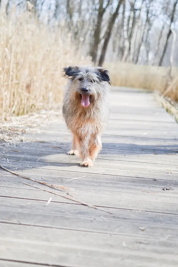 Znaleziono psa, Sosnowiec, 20 lutego 2025 (5/5)