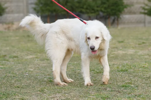 Pies do adopcji, Zgierz, 22 lutego 2025 (1/5)