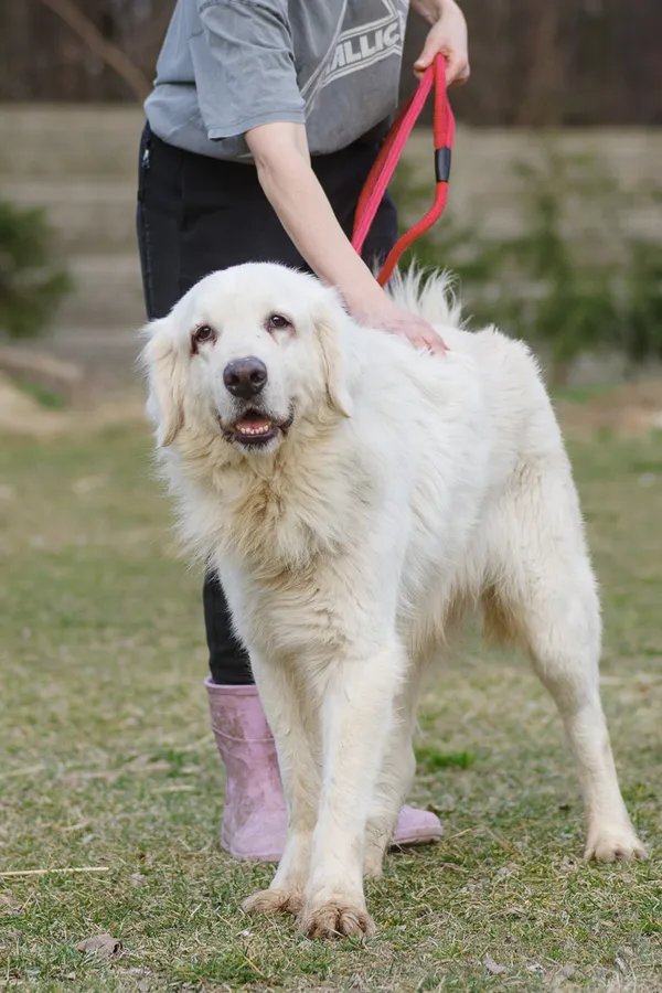 Pies do adopcji, Zgierz, 22 lutego 2025 (2/5)