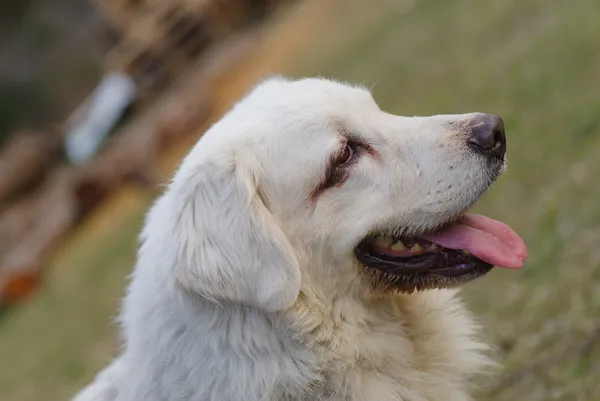 Pies do adopcji, Zgierz, 22 lutego 2025 (3/5)