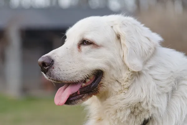 Pies do adopcji, Zgierz, 22 lutego 2025 (4/5)