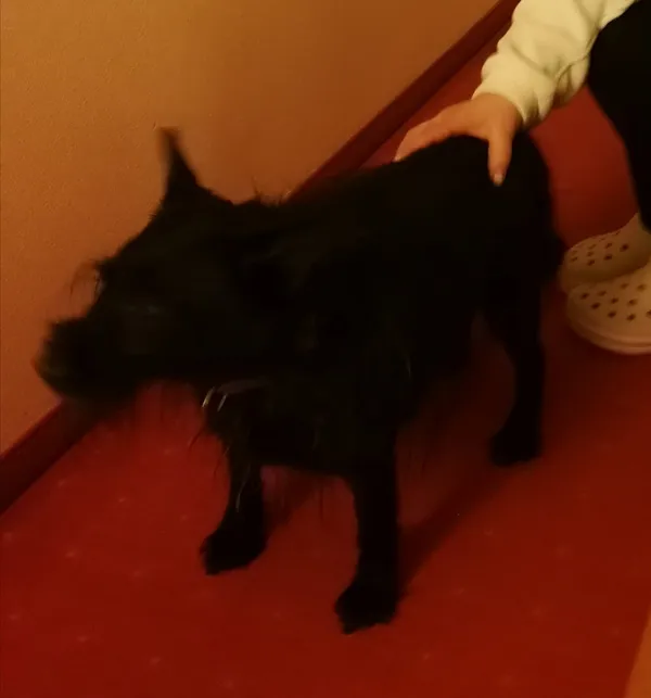 Zaginął pies, Czeladź, Piaski, 23 lutego 2025