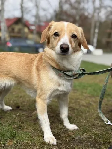 Pies do adopcji, Kraków, 7 lutego 2025 (1/5)