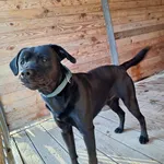 Pies do adopcji