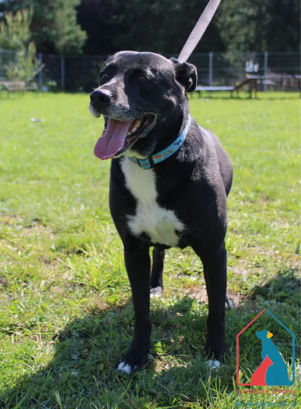 Pies do adopcji, Grudziądz, 6 sierpnia 2024